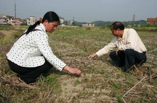 寧化培育良種油茶苗百萬株