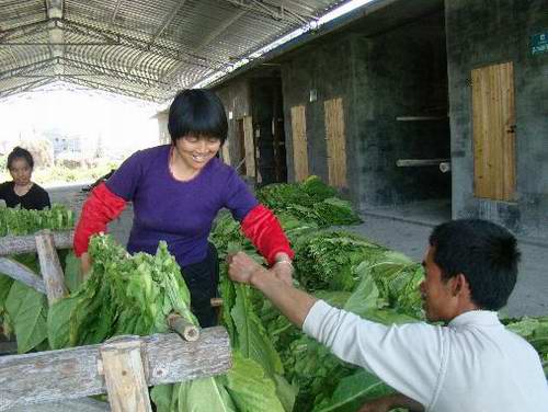 寧化13萬畝翠碧一號開始采收烘烤