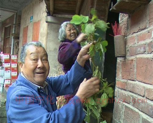 客家人端午掛葛藤祈平安