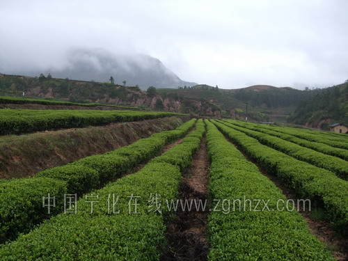 寧化縣制定首個茶產業十年規劃