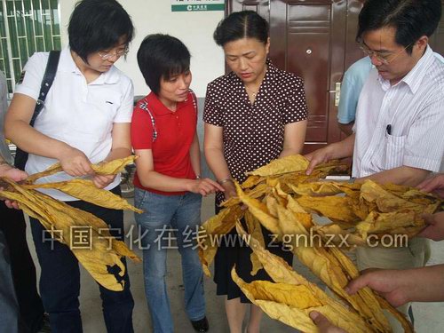 江蘇中煙工業公司調研寧化煙葉基地