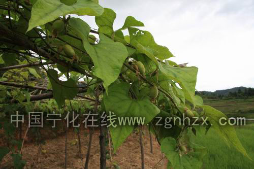 濟(jì)村鄉(xiāng)對接科研成果發(fā)展羅漢果生產(chǎn)