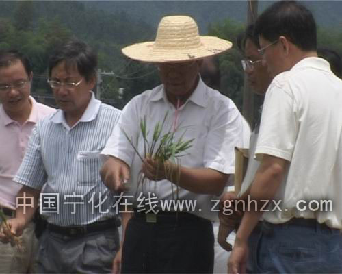 中科院院士謝華安到寧化指導(dǎo)糧食高產(chǎn)創(chuàng)建工作