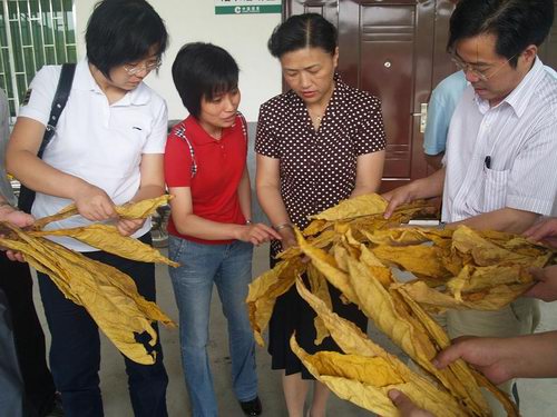 寧化廠辦基地煙葉調撥計劃量逾25萬擔