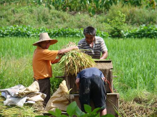 寧化縣4.5萬畝早稻開鐮