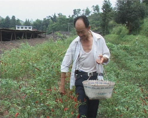 寧化5000畝朝天椒成了“致富椒”