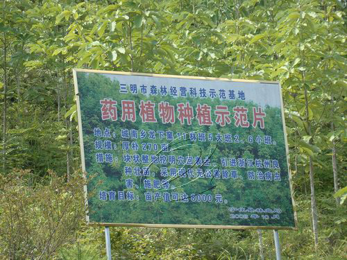 千畝厚樸成了青塘村農民增收的“綠色銀行”