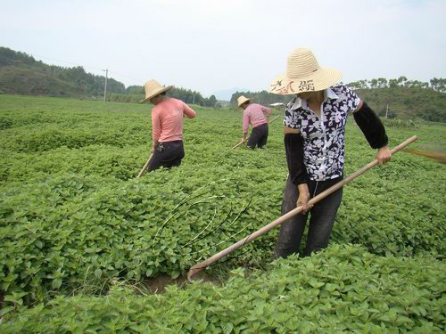 水茜鄉計生“二女戶”雷華茂領頭種仙草