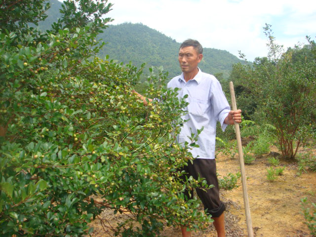 種油茶，王貴朋有本“油茶經”