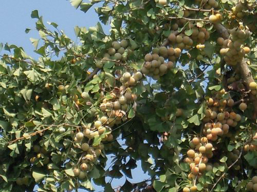 中沙鄉(xiāng)高坪村銀杏飄香