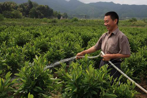 泉上鄭氏兄弟返鄉建花卉苗木基地