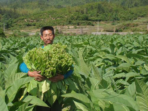 “精彩寧化”：烤煙面積和產量全省第一