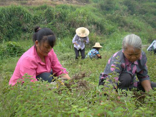 寧化城南鄉百畝仙草喜獲豐收