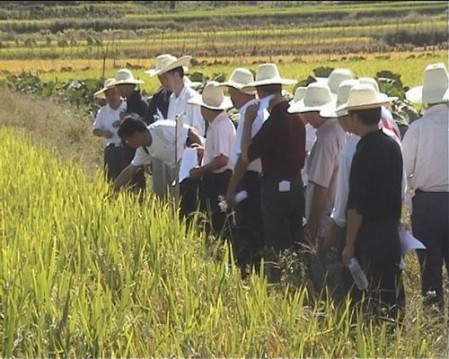 寧化召開水稻新品種觀摩會 展示68個新品種