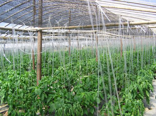 民族風采：下沙村特色種養(yǎng)初具規(guī)模