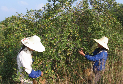 寧化7萬畝油茶喜獲豐收