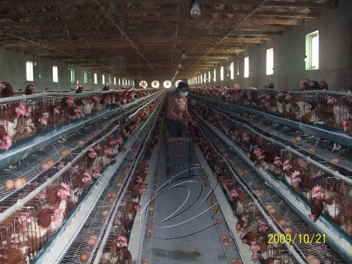 中沙鄉千畝綠色有機茶園初見成效