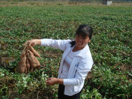 城南鄉(xiāng)魚龍村計生戶種彩色紅薯增收