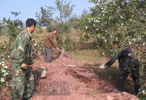 淮土茶油申報國家地理標志產(chǎn)品保護通過審查