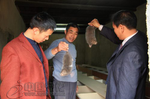 餐飲老板養竹鼠 　拓寬農民致富路