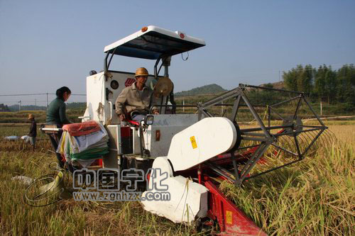 國家商品糧基地寧化縣多年糧食穩產