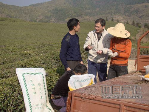 郵政專用肥“土博士”走俏中沙茶園