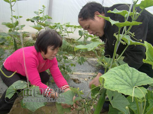 寧化農技干部田間“把脈”已成制度