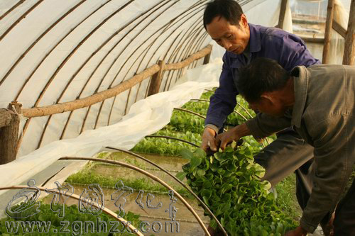 文明單位創建風采⑦：寧化煙草：風好正是揚帆時