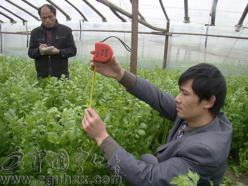 中沙鄉種植美國維納斯西洋芹獲成功