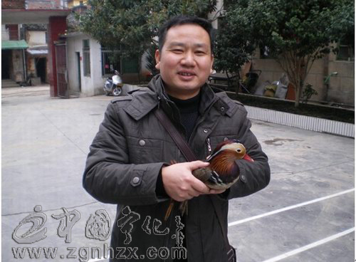 鴛鴦是國家二級保護動物  請勿捕殺