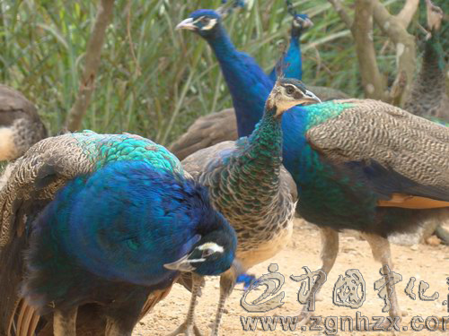 文明單位創建風采18：黃莊：路不拾遺的“省級文明村”