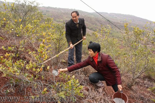 寧化4000畝油茶低產林吃上免費“營養餐”