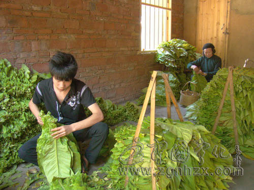 寧化“翠碧一號(hào)”烤煙獲省名牌產(chǎn)品稱號(hào)
