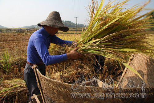 寧化農民種貢米享受雙倍良種補貼
