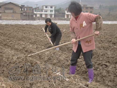 寧化春早人勤農(nóng)事忙