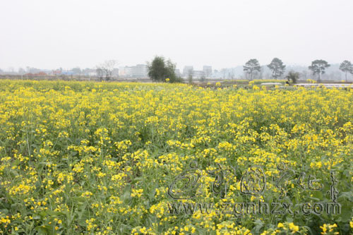 寧化2.5萬(wàn)畝油菜長(zhǎng)勢(shì)喜人