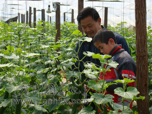 寧化：蔬菜大棚春意濃