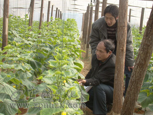 人勤春來(lái)早 寧化開(kāi)鑼唱好“特色戲”