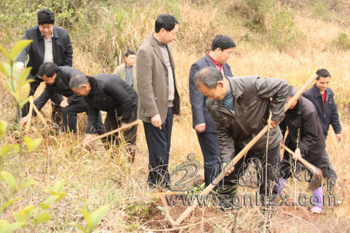 淮土鄉(xiāng)新植補(bǔ)植油茶正當(dāng)時(shí)