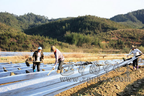 雹災剛走凍害又至  寧化煙苗受損嚴重