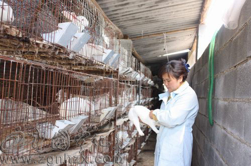 徐秋桂：家門口養(yǎng)獺兔  顧家致富兩不誤