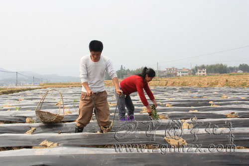泉上鎮：調運煙苗救急　煙農搶時移栽