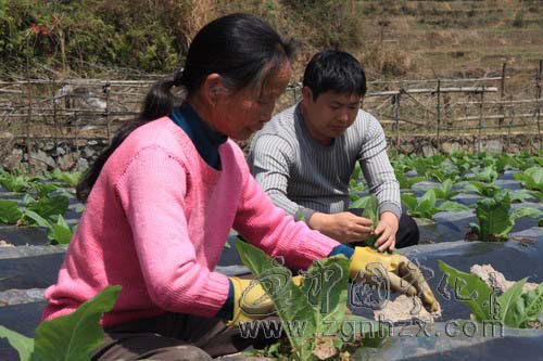 寧化受災(zāi)煙苗開盤轉(zhuǎn)青