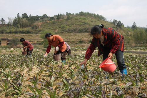 治平畬族鄉(xiāng)規(guī)模種植萵苣　農(nóng)民致富有了新亮點