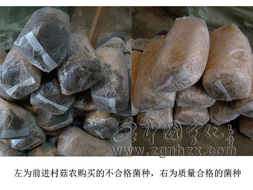 前進(jìn)村20多戶菇農(nóng)買(mǎi)不合格菌種苦不堪言