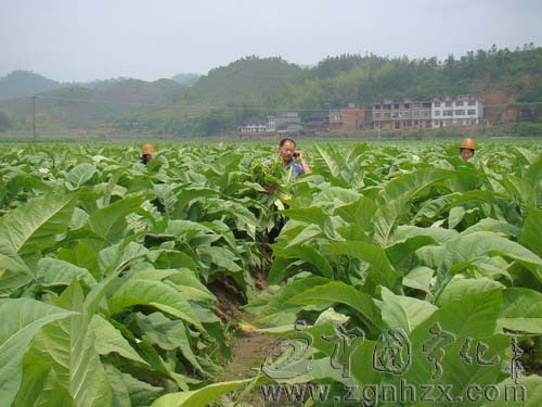 寧化建立3000畝清香型煙葉示范點