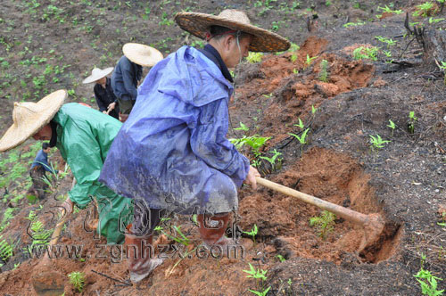 寧化：良種造林占“半壁江山”