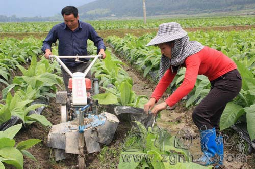 寧化：煙農培土忙 農機顯威力