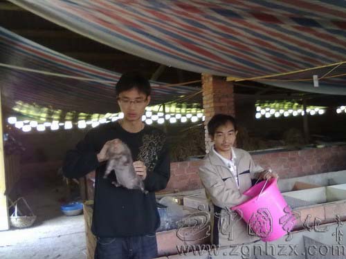 返鄉大學生養竹鼠闖新路