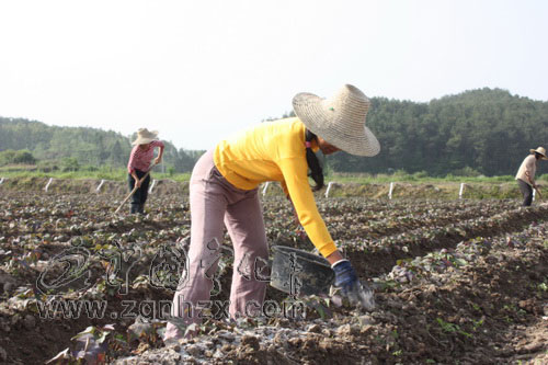 城南鄉發展蔬菜種植助農增收